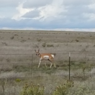 antelope-at-fence-roswell-nm