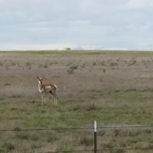 antelope-looking-at-me-roswell-nm