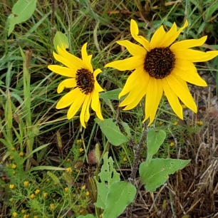 more-sunflowers-encino-nm