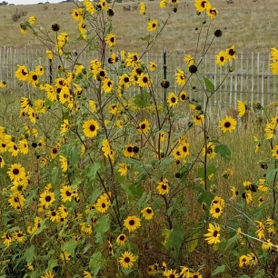 sunflowers-in-encino-nm