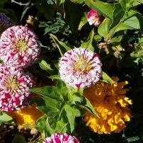 Flowers in Farmington
