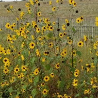 Sunflowers in Encino