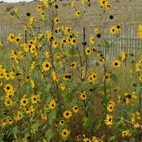 Sunflowers in Encino